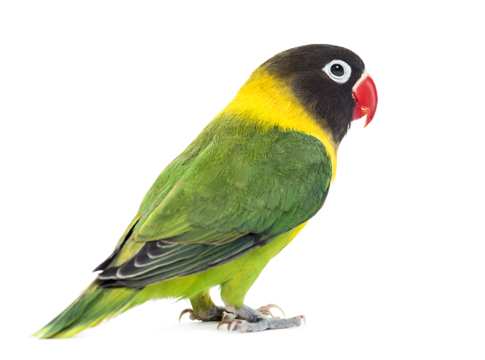 Yellow-collared lovebird, isolated on white