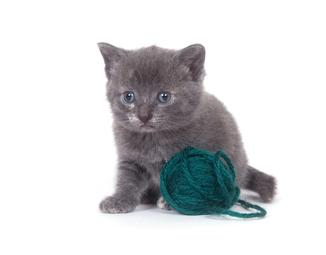 Kitten and green yarn