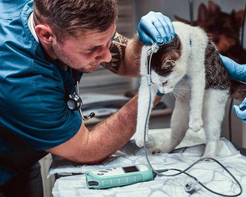 cute-cat-medical-examination-veterinary-clinic-measuring-blood-pressure_613910-21569-1